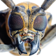 Illustration for article titled Insect Nervous System Copied To Boost Computing Power